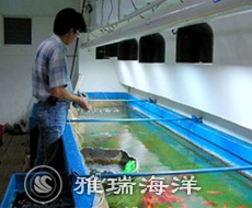 魚類養(yǎng)殖維護管理
