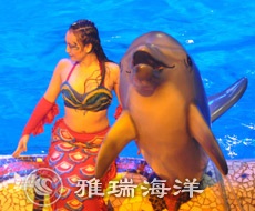 海洋館海豚喂養與訓練